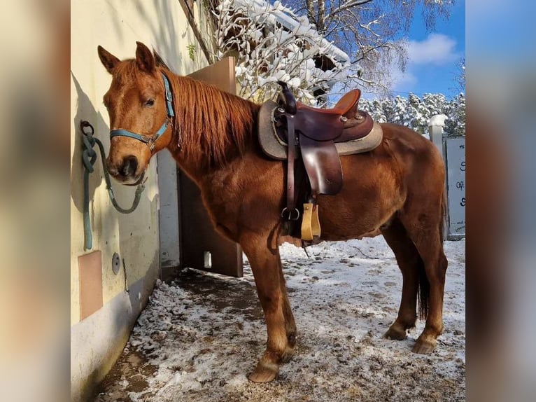 Más ponis/caballos pequeños Caballo castrado 15 años 145 cm Alazán in Pyrbaum