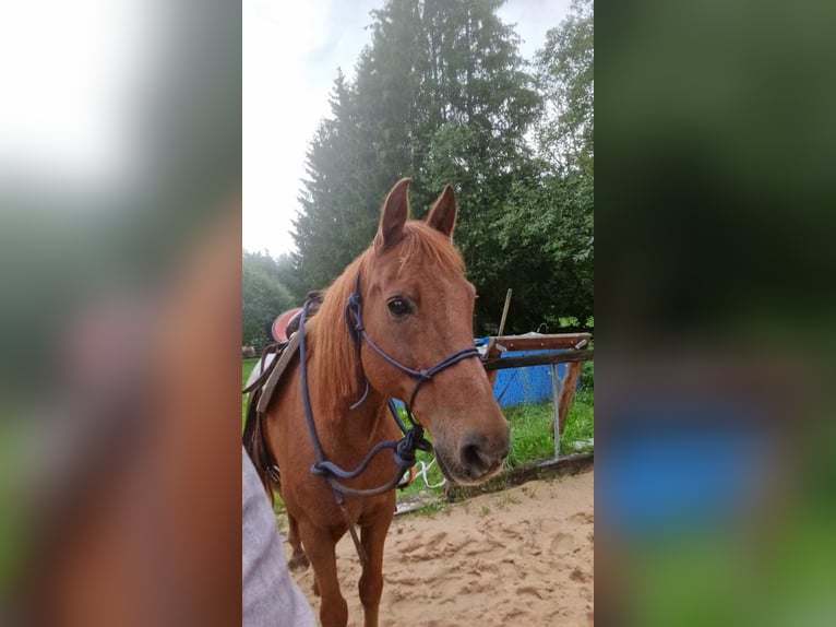 Más ponis/caballos pequeños Caballo castrado 15 años 145 cm Alazán in Pyrbaum