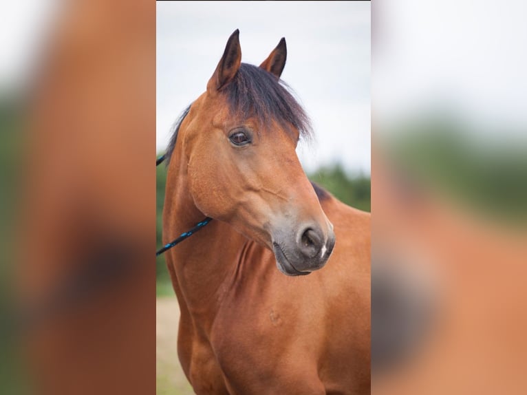 Más ponis/caballos pequeños Caballo castrado 15 años 145 cm Castaño in Schwendi