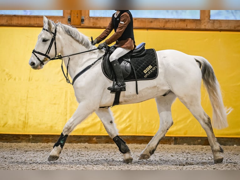 Más ponis/caballos pequeños Caballo castrado 15 años 147 cm Tordo in Forch