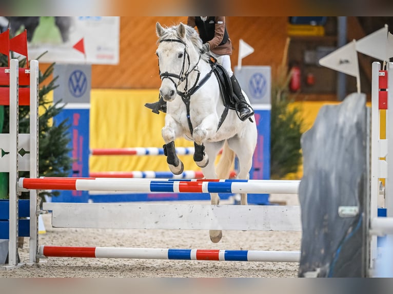 Más ponis/caballos pequeños Caballo castrado 15 años 147 cm Tordo in Forch