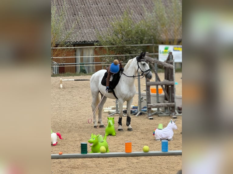 Más ponis/caballos pequeños Caballo castrado 15 años 147 cm Tordo in Forch