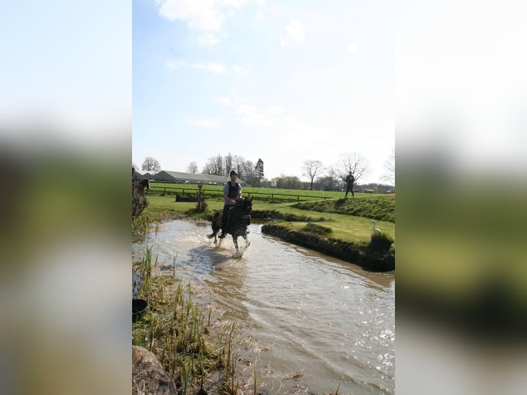 Más ponis/caballos pequeños Mestizo Caballo castrado 15 años 156 cm Castaño oscuro in zutphen