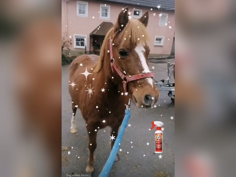 Más ponis/caballos pequeños Caballo castrado 16 años 120 cm Alazán in Frankenhardt