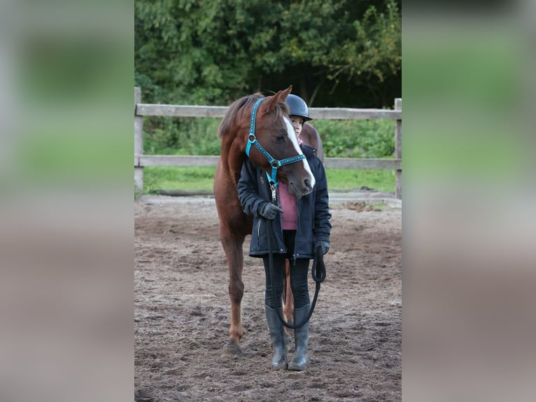 Más ponis/caballos pequeños Mestizo Caballo castrado 16 años 140 cm Alazán-tostado in Timmendorfer Strand