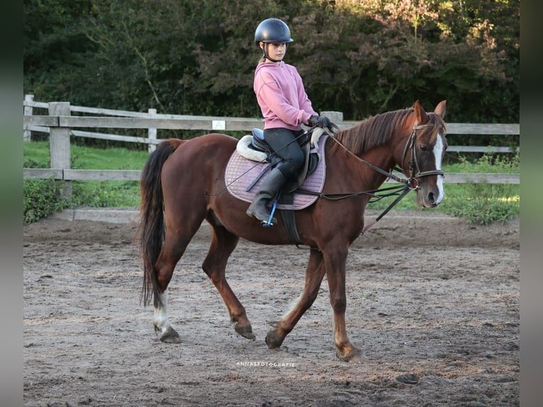 Más ponis/caballos pequeños Mestizo Caballo castrado 16 años 140 cm Alazán-tostado in Timmendorfer Strand