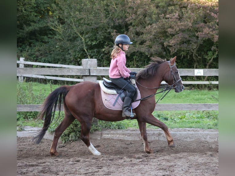 Más ponis/caballos pequeños Mestizo Caballo castrado 16 años 140 cm Alazán-tostado in Timmendorfer Strand