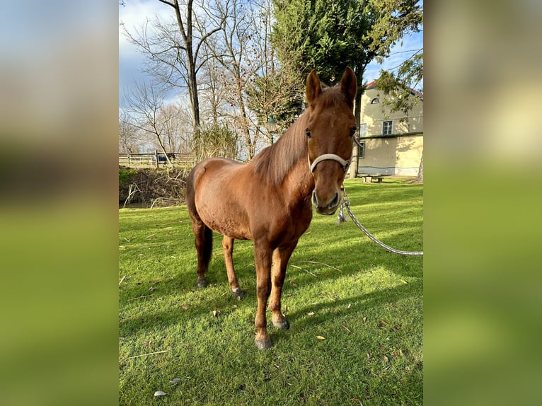 Más ponis/caballos pequeños Caballo castrado 16 años 149 cm Alazán in Ebenfurth