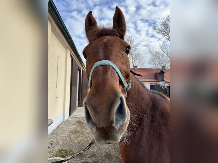 Más ponis/caballos pequeños Caballo castrado 16 años 149 cm Alazán in Ebenfurth