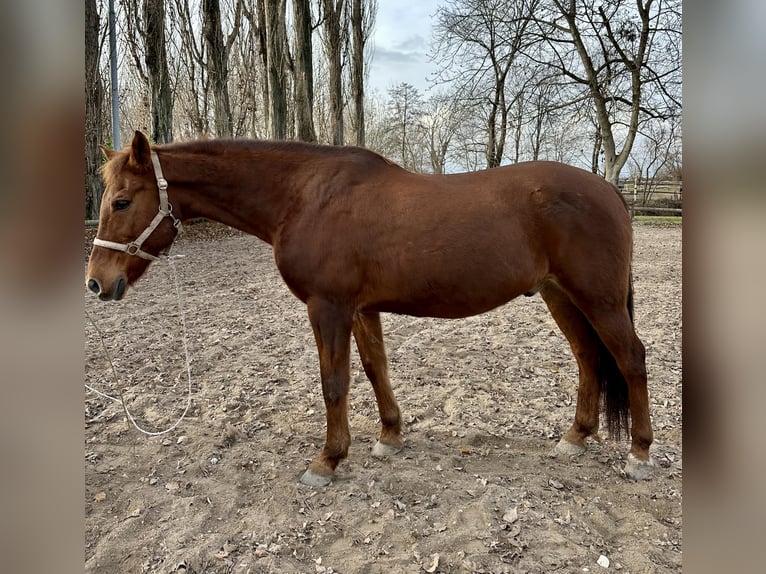 Más ponis/caballos pequeños Caballo castrado 16 años 149 cm Alazán in Ebenfurth