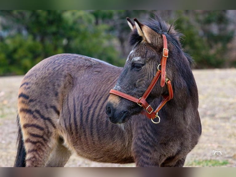 Más ponis/caballos pequeños Mestizo Caballo castrado 16 años Bayo in Jonestown, PA
