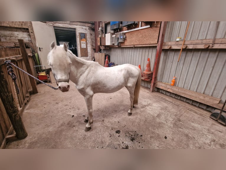 Más ponis/caballos pequeños Mestizo Caballo castrado 17 años 124 cm Cremello in Janneby