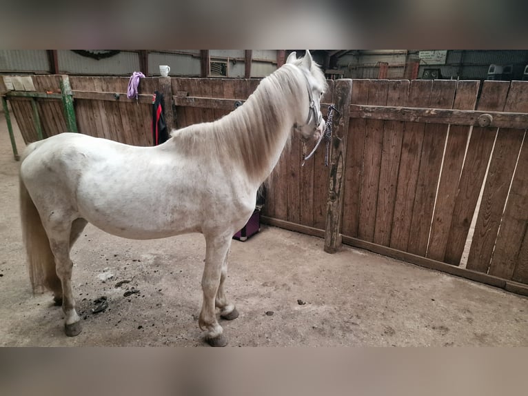 Más ponis/caballos pequeños Mestizo Caballo castrado 17 años 124 cm Cremello in Janneby