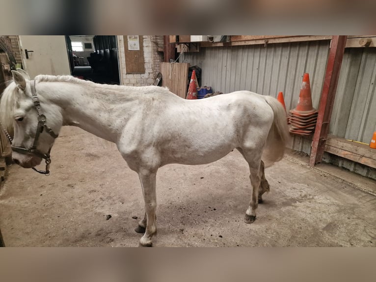 Más ponis/caballos pequeños Mestizo Caballo castrado 17 años 124 cm Cremello in Janneby