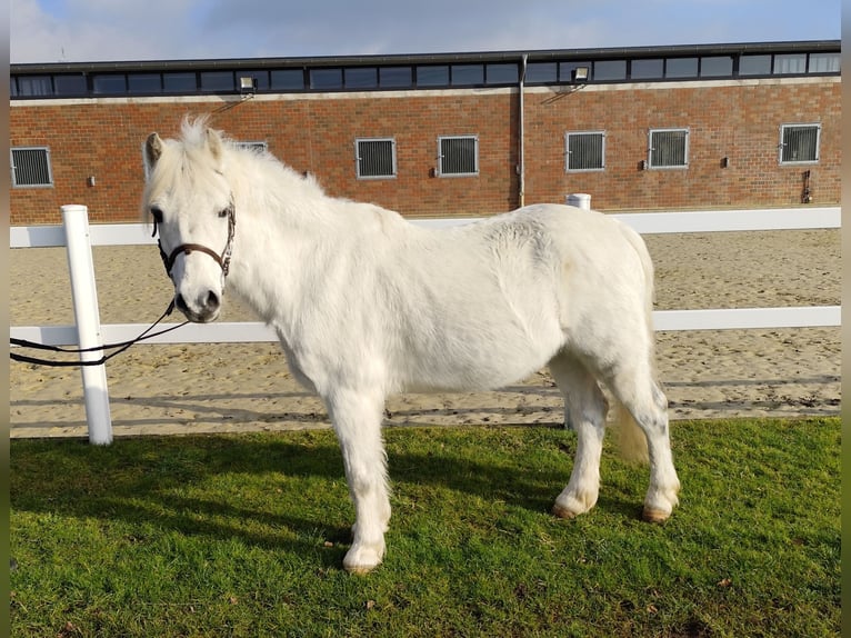 Más ponis/caballos pequeños Caballo castrado 17 años 124 cm Tordo in Bad Laer