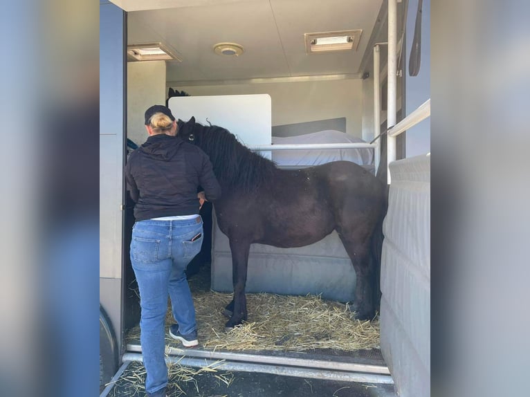 Más ponis/caballos pequeños Mestizo Caballo castrado 17 años 125 cm Negro in Xixona/Jijona