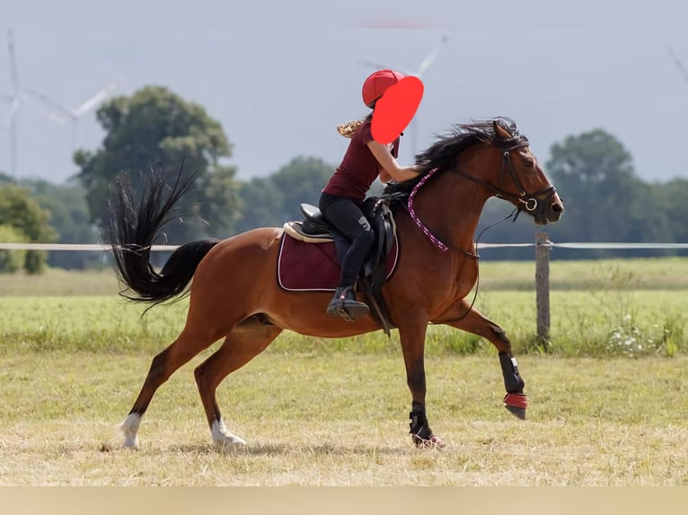 Más ponis/caballos pequeños Caballo castrado 17 años 135 cm Castaño in Breitenfurt bei Wien