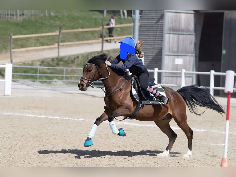 Más ponis/caballos pequeños Caballo castrado 17 años 135 cm Castaño in Breitenfurt bei Wien