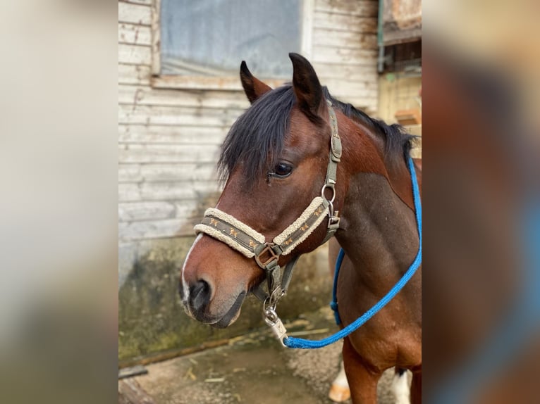 Más ponis/caballos pequeños Caballo castrado 17 años 135 cm Castaño in Breitenfurt bei Wien