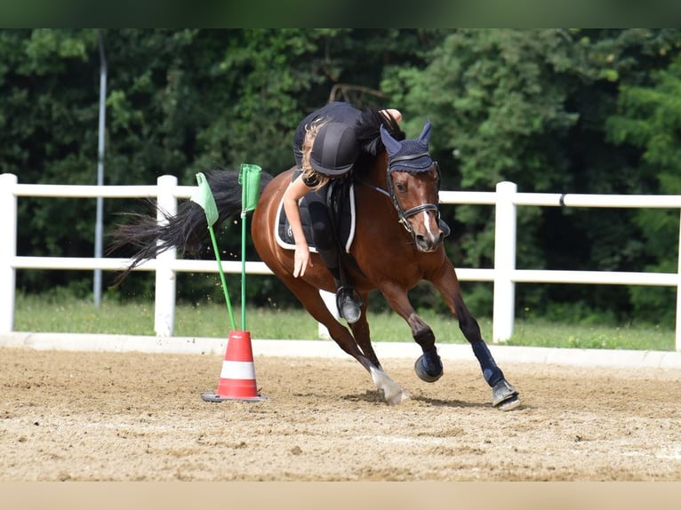 Más ponis/caballos pequeños Caballo castrado 17 años 135 cm Castaño in Breitenfurt bei Wien