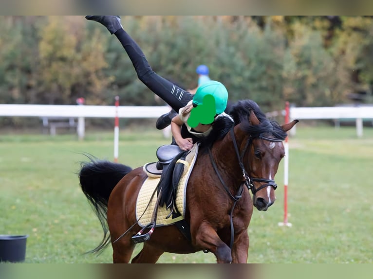 Más ponis/caballos pequeños Caballo castrado 17 años 135 cm Castaño in Breitenfurt bei Wien