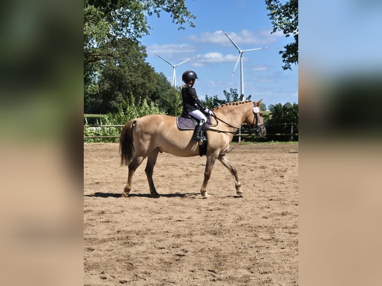 Más ponis/caballos pequeños Mestizo Caballo castrado 17 años 138 cm Castaño claro in Heiligenstedten