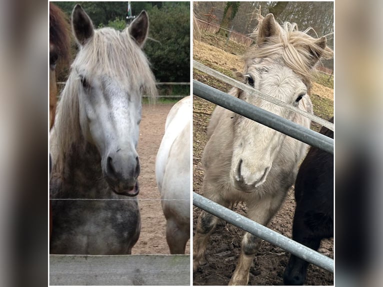 Más ponis/caballos pequeños Caballo castrado 17 años in Schafstedt