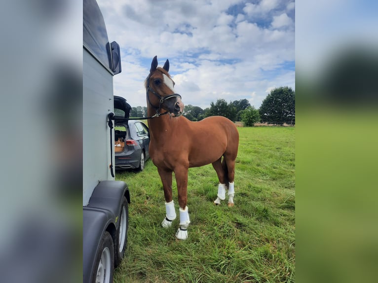 Más ponis/caballos pequeños Caballo castrado 18 años 147 cm Alazán in Burgwedel