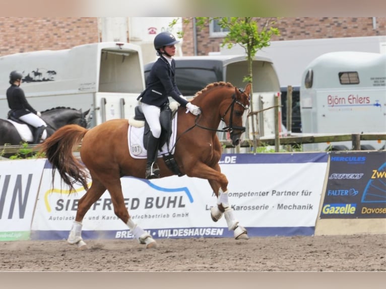 Más ponis/caballos pequeños Caballo castrado 18 años 147 cm Alazán in Burgwedel