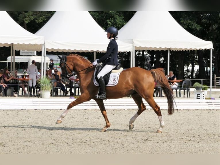 Más ponis/caballos pequeños Caballo castrado 18 años 147 cm Alazán in Burgwedel