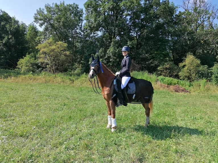 Más ponis/caballos pequeños Caballo castrado 18 años 151 cm Alazán in Greiling