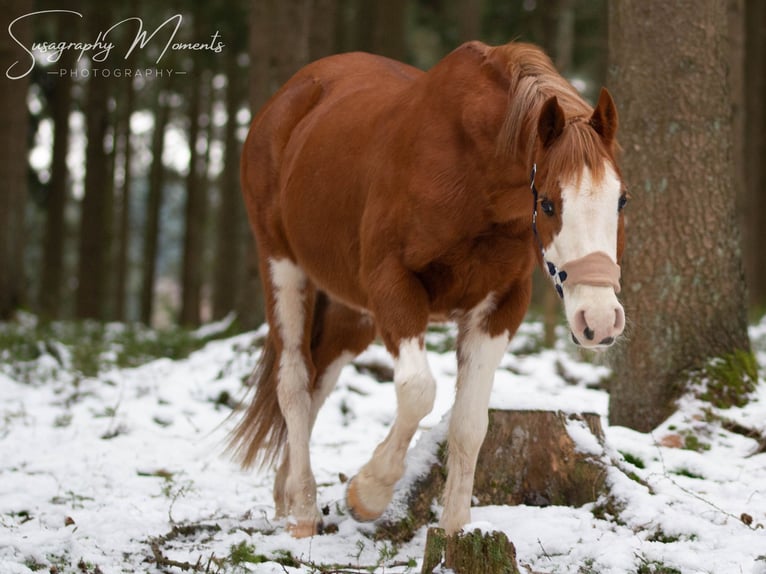 Más ponis/caballos pequeños Mestizo Caballo castrado 19 años 143 cm Alazán in Hontheim