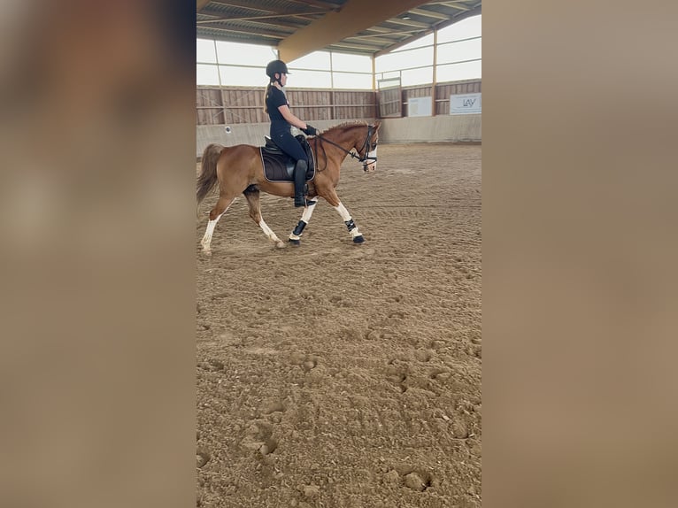 Más ponis/caballos pequeños Mestizo Caballo castrado 19 años 143 cm Alazán in Hontheim