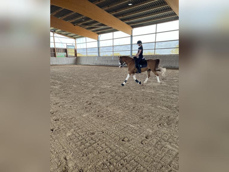 Más ponis/caballos pequeños Mestizo Caballo castrado 19 años 143 cm Alazán in Hontheim