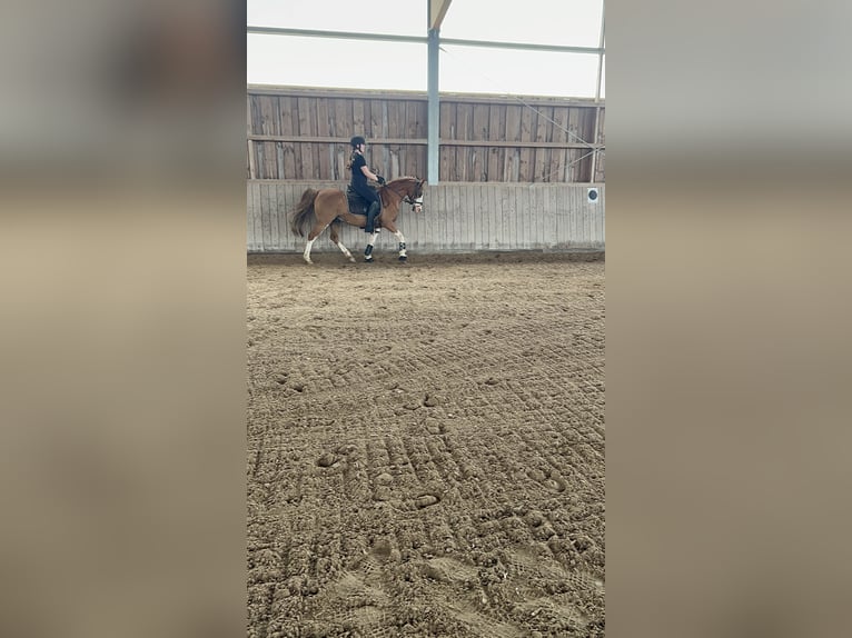 Más ponis/caballos pequeños Mestizo Caballo castrado 19 años 143 cm Alazán in Wittlich