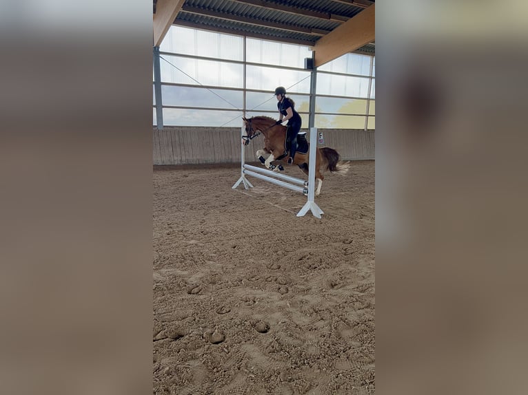 Más ponis/caballos pequeños Mestizo Caballo castrado 19 años 143 cm Alazán in Wittlich