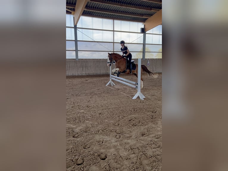 Más ponis/caballos pequeños Mestizo Caballo castrado 19 años 143 cm Alazán in Wittlich