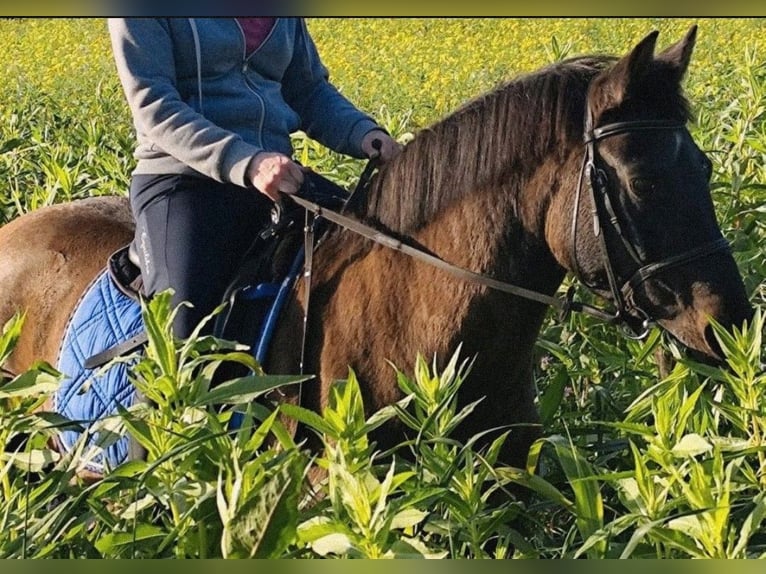 Más ponis/caballos pequeños Mestizo Caballo castrado 19 años 148 cm Bayo in Kevelaer