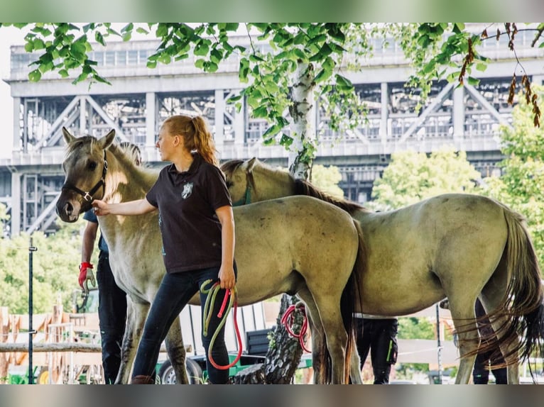 Más ponis/caballos pequeños Caballo castrado 1 año 140 cm Bayo in Niederfinow