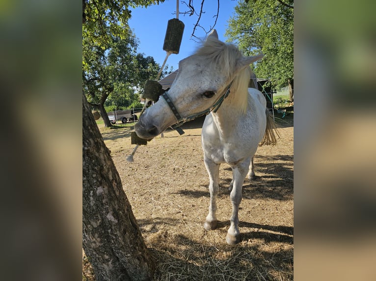 Más ponis/caballos pequeños Mestizo Caballo castrado 20 años 135 cm Tordo rodado in Geislingen an der Steige/ Stötten