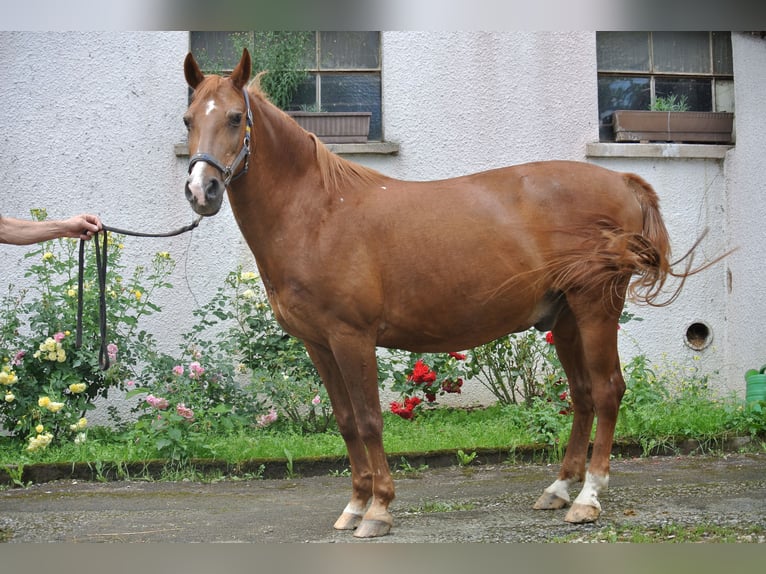 Más ponis/caballos pequeños Caballo castrado 24 años 146 cm Alazán in Waldstetten