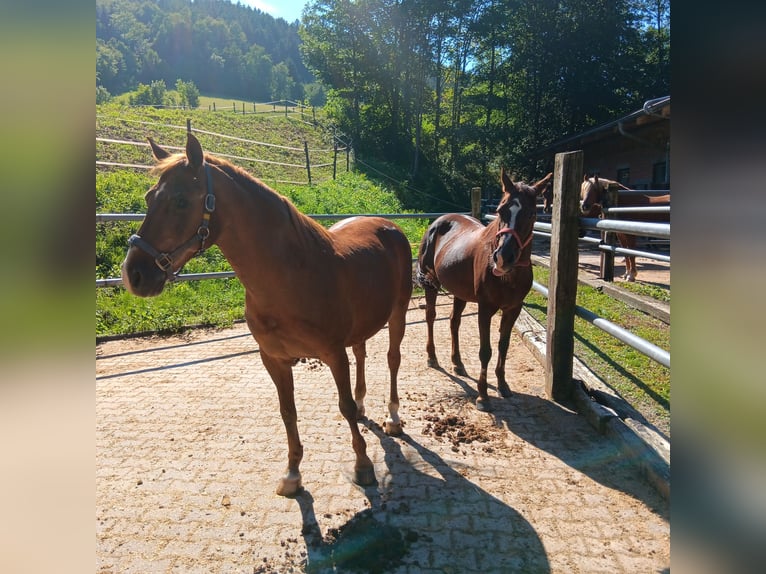 Más ponis/caballos pequeños Caballo castrado 25 años 146 cm Alazán in Waldstetten