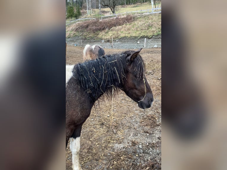 Más ponis/caballos pequeños Mestizo Caballo castrado 2 años 120 cm in Glödnitz