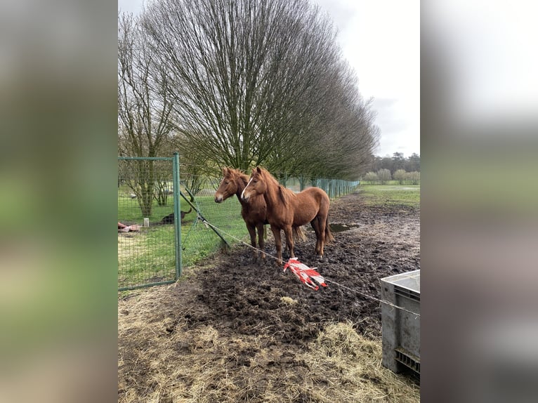 Más ponis/caballos pequeños Caballo castrado 2 años 142 cm Alazán in Weelde