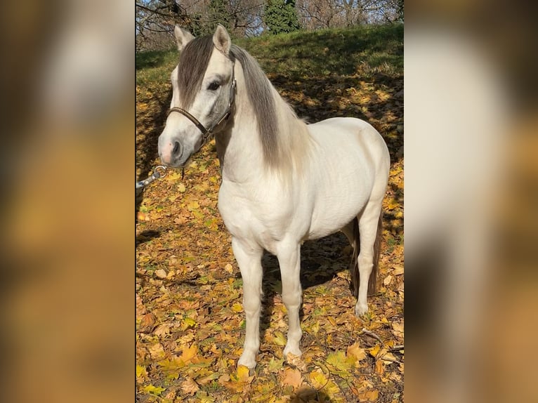 Más ponis/caballos pequeños Caballo castrado 3 años 117 cm Tordo in Rechnitz