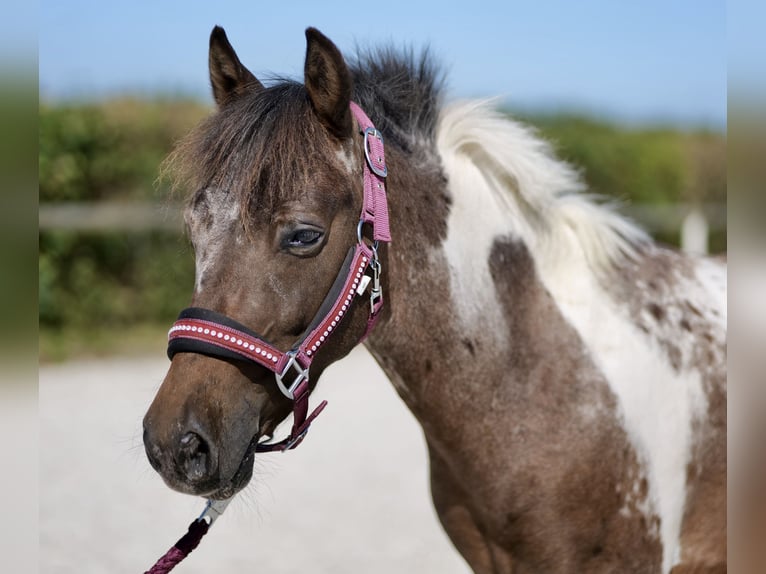 Más ponis/caballos pequeños Caballo castrado 3 años 118 cm Ruano alazán in Neustadt (Wied)