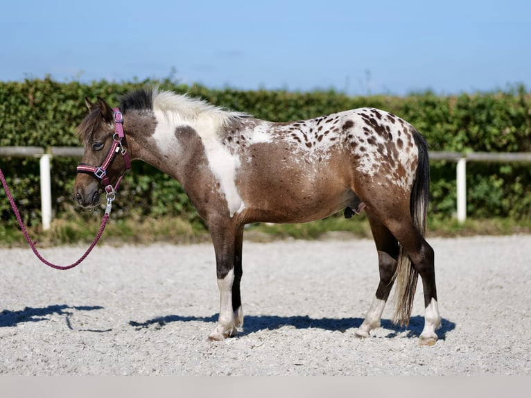 Más ponis/caballos pequeños Caballo castrado 3 años 118 cm Ruano alazán in Neustadt (Wied)