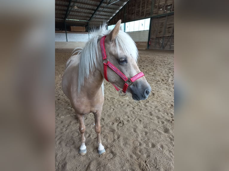 Más ponis/caballos pequeños Caballo castrado 3 años 120 cm Palomino in Bischofstetten