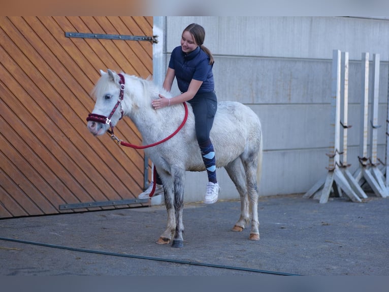 Más ponis/caballos pequeños Caballo castrado 3 años 125 cm Tordo in Neustadt (Wied)