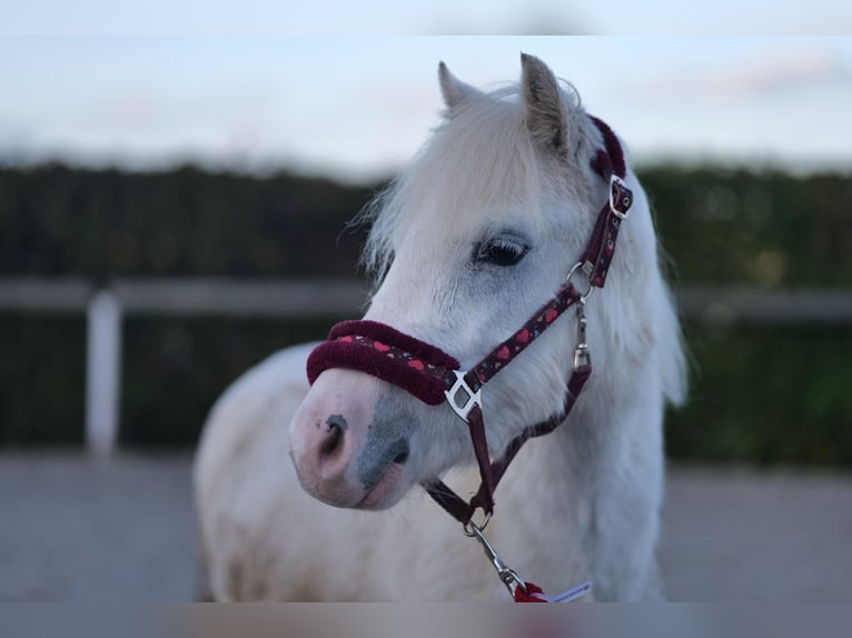 Más ponis/caballos pequeños Caballo castrado 3 años 125 cm Tordo in Neustadt (Wied)